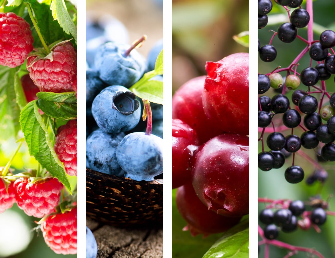 Natural Pharmaceuticals Imuberin® Közelkép friss gyümölcsökről: málna, áfonya, vörös áfonya és fekete bodza.